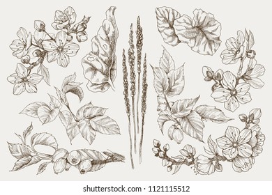 Big set of monochrome vintage flowers vector elements, Botanical flower decoration shabby chic illustration blossom almond and dog rose isolated natural floral wildflowers leaves and twigs.