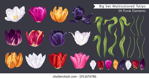 Big set of multicolored tulips. Spring realistic flowers.Vector clip-art elements high detailed isolated on dark background. Easy to edit and customize for your design, patterns, cards banners posters