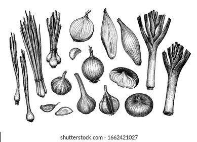 Big set. Onions, garlic, leeks and scallions. Ink sketch isolated on white background. Hand drawn vector illustration. Retro style.