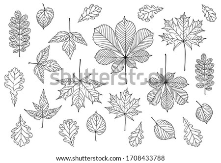 Big set of outline leaves. Maple, chestnut, oak, acacia, linden and other. Black and white vector illustration
