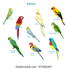 big set parrots vector illustration, wildlife, big set birds, sun parakeet, monk parakeet, skarlet- chested parrot, eastern rosella, rose ringed parakeet, budgie, ara, cockatiel.