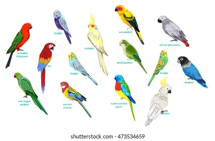 big set parrots vector illustration, wildlife, big set birds vector