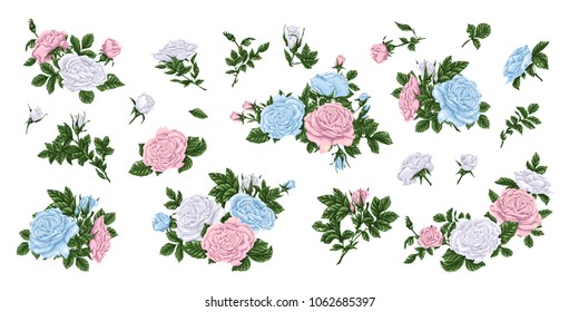 Big set of pink, blue and white roses, bouquets, flowers and buds.