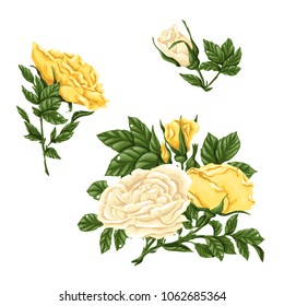 Big set of pink, yellow and red roses, bouquets, flowers and buds.