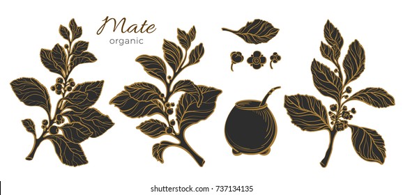 Big set of realistic mate branches with cup, leaf and flowers. Golden nature collection on white background. Art line design. Botanical floral drawing. Vector illustration. Organic food Eps.10