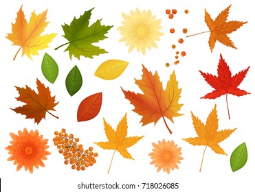 Big set of realistic vector leaves and flowers from different kind of trees isolated.