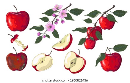 Big set of red apples in cartoon style. A flowering branch of an apple tree, a branch of apples, pieces of apples, a rotten apple and аpple core are drawn. Stock vector illustration 