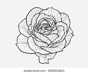 Big set of rose flowers, buds, leaves and stems in engraving style. Hand drawn realistic open and unblown rosebuds. Decorative vector elements for tattoo, greeting card, wedding invitation.