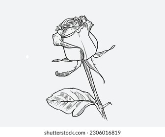 Big set of rose flowers, buds, leaves and stems in engraving style. Hand drawn realistic open and unblown rosebuds. Decorative vector elements for tattoo, greeting card, wedding invitation.