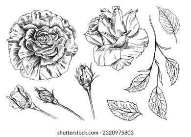 Big set of rose flowers, buds, leaves and stems in sketch style. Hand drawn realistic open and unblown rosebuds. Decorative vector elements for tattoo, greeting card, wedding invitation.