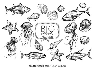 big set of sea elements on white background. Included: different seashell, tuna, salmon, jellyfish. Marine pattern