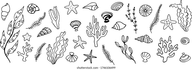 Big set of seabed with seashells, starfish, coral, seaweed. Vector illustration. Hand drawn doodle.
