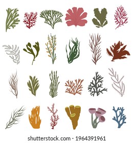 Big set of seaweed. Vector illustration.