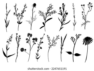 Big set silhouettes botanic blossom floral elements. Branches, leaves, herbs, wild plants, flowers. Garden, meadow, feild collection leaf, foliage. Vector illustration isolated on white background