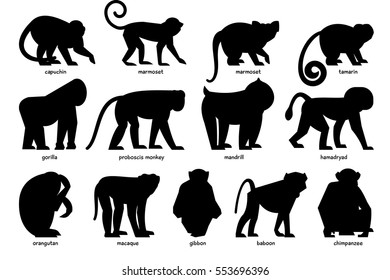 Big set of silhouettes of different Monkeys