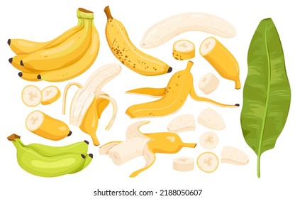 Big set of single half peeled fresh banana ready for eating or cooking healthy summer yummy desserts, organic sweet tropical food for vegan diet. Open banana with peel vector illustration