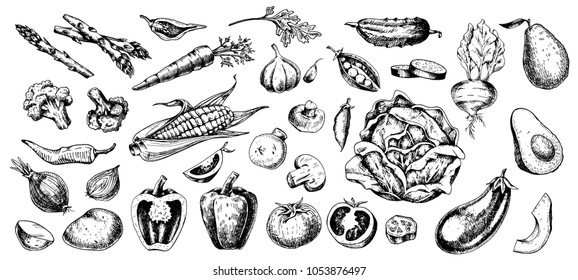 big set of sketched vegetables. hand drawn food illustration