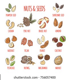 Big set of sketchy doodles of the most popular nuts and seeds: almond, peanut, walnut, pistachio, hazelnut. Collection of colored hand drawn elements isolated on white. Colorful vector illustration.