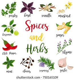 Big set of spices and herbs that are used in culinary art