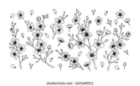 Big set of spring cherry flowers. Vector illustration in sketch style isolated on white. Beautiful tree branches in bloom