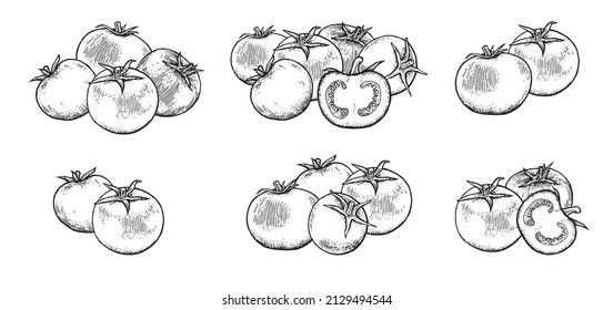 Big set of still lifes with tomatoes. Beautiful ripe vegetable in vintage engraving style. Outline sketch. Hand drawing is isolated on a white background. Vector.