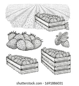 Big set. Strawberry berries in wood box on the field, wood boxes with berry. Vector illustration in sketch style isolated on a white