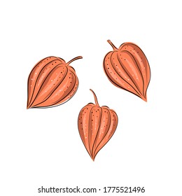 Big set superfoods. Vector illustration physalis, berries. Hand drawing flowers, leaves, small tomato, lanterns., Whole and half fruit.