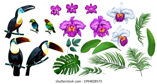 Big set of tropical birds and flowers. Vector isolated toucans, orchids and palm leaves