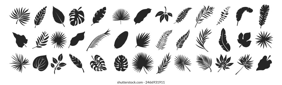 Big set of tropical black leaves. Monstera, fig, palm. Flowers and leaves of the jungle