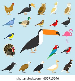 big set of tropical, domestic and other birds, cardinal, flamingo, owls, eagles, bald, sea, parrot, goose. raven. sparrow. chicken. turkey. cockatoo. pigeon. toco toucan. hornbill. griffon. duck.