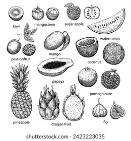 Gran surtido de frutas tropicales y exóticas. Ilustración manuscrita en estilo retro de grabado. Dibujo vectorial detallado.