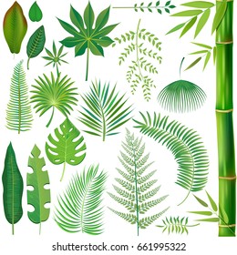 Big set of Tropical Leaves