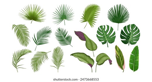 Big set of tropical leaves isolated on white background. Flat vector illustration.