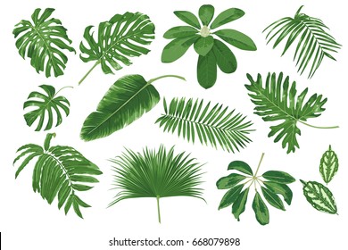 Big set of tropical leaves. Vector illustration.