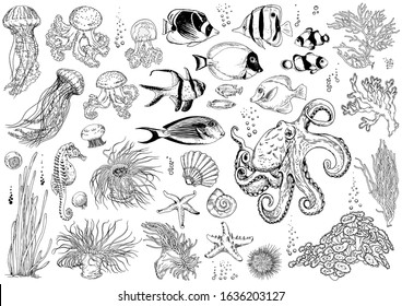 Big set of underwater creatures, corals and tropical fishes. Black and white liner drawing. Vector illustration isolated on white.