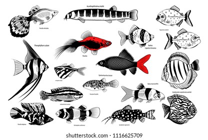 big black and white fish