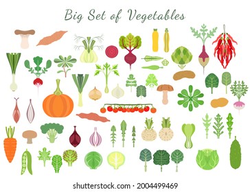 Big set with a various types of vegetables. Green vegetables, roots, squashes, mushrooms, tomato and other. Colorful symmetrical flat vector illustrations.