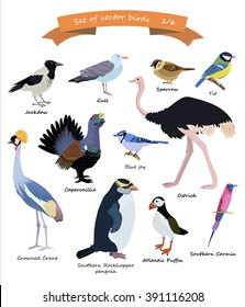 big set vector bird with tit, raven, gull,penguin, bee-eater , ostrich , a sparrow , jay ,crane,black cock,puffin, ornithological set, scrapbook set