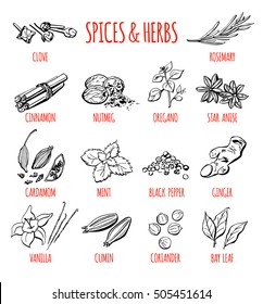 Big set of vector doodle illustrations of the most popular spices and herbs. Collection of hand drawn seeds, roots and plants with black outline isolated on white background.