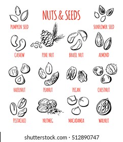 Big set of vector doodle illustrations of the most popular nuts and seeds. Collection of hand drawn elements with black outline isolated on white background.