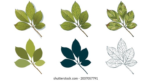 Big set of vector fall tree leaf shapes drawing in different styles: hand-drawn sketch, silhouette, flat, cartoon are isolated on white background. Hungarian lilac leaves coloring sheet.