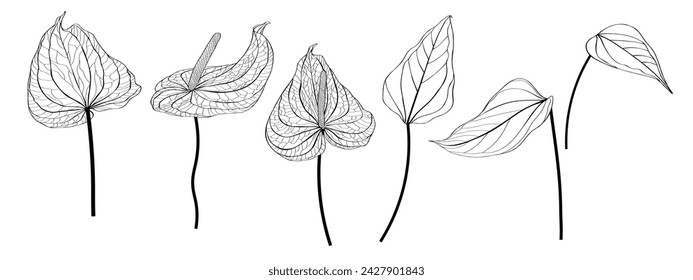 Big set of vector handdrawn Anthurium (a.k.a. Tailflower, Flamingo Flower) leaves on white background.