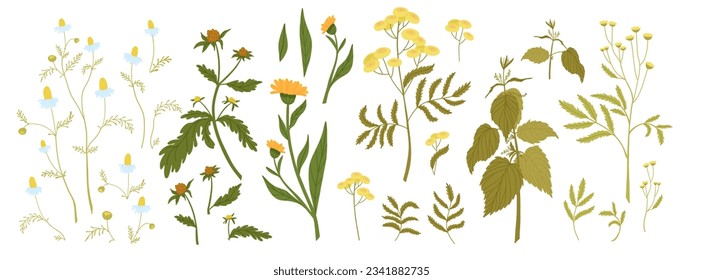 Big set of vector herbs and flowers and their elements. Meadow, wild medicinal herbs