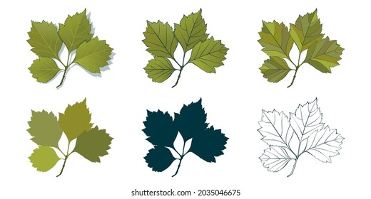 Big set of vector leaf shapes drawing in different styles: hand-drawn sketch, silhouette, flat, cartoon are isolated on white background. Elm branch with green leaves coloring sheet.