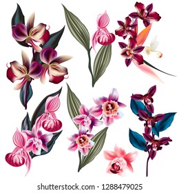 Big set of vector orchid flowers, tropical plants