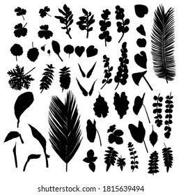 Big Set of vector silhouettes of tropical leaves, botanical isolated exotic plants elements. Palm fronds, banana, monstera, fern leaf and forest flowers greenery. 