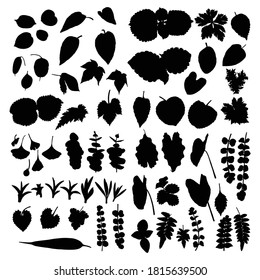 Big Set of vector silhouettes of tropical leaves, botanical isolated exotic plants elements. Palm fronds, banana, monstera, fern leaf and forest flowers greenery. 