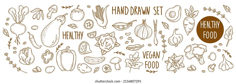 Big set of vector vegetables and fruits, and spicy plants, root vegetables and plant and vegan food in linear hand drawn doodle style. Beetroot, avocado and corn, mint and pepper. Isolated elements