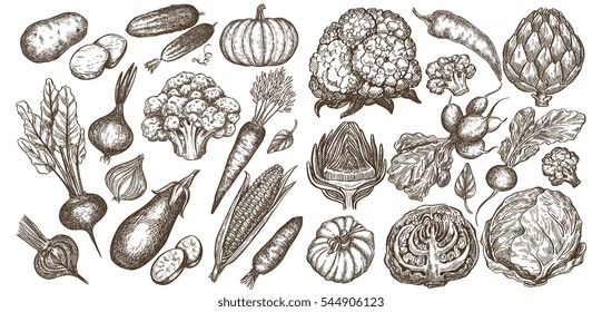 Big Set of vegetables hand drawn illustrations, in sketch, engraving style. Detailed isolated elements on white background, perfect for menu, book design. Vintage retro food images.