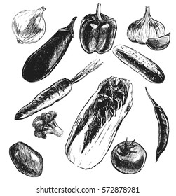 Big Set of vegetables hand drawn illustrations, in sketch, engraving style. Detailed isolated elements on white background, perfect for menu, book design. Vintage retro food images.